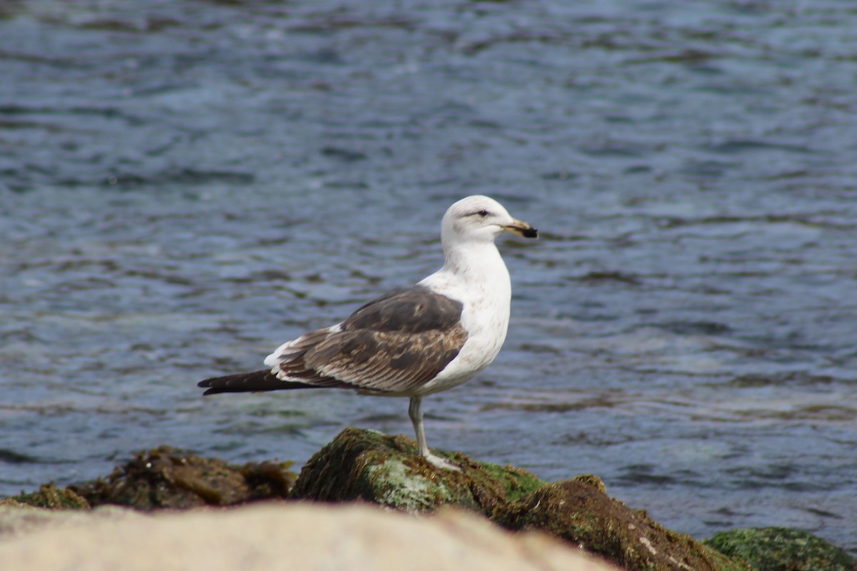 Kelp Gull - ML623819888