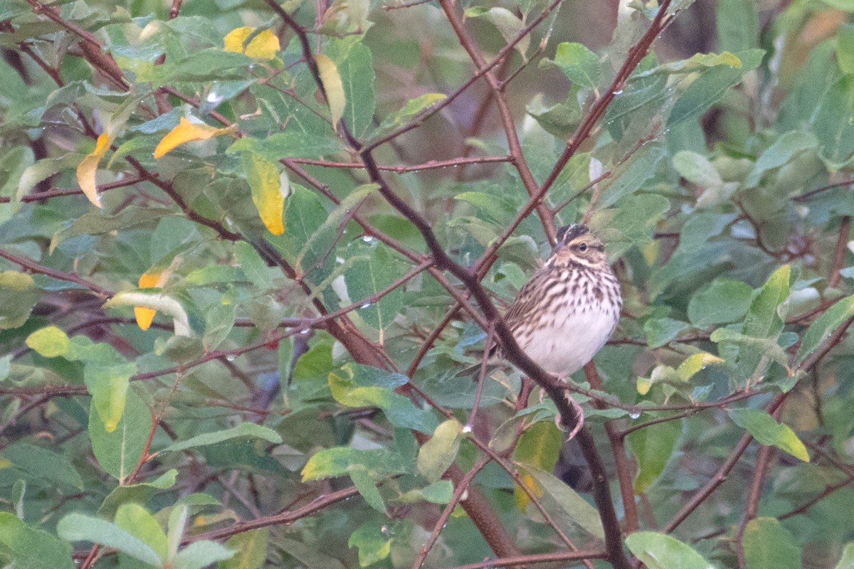 Savannah Sparrow - ML623819900