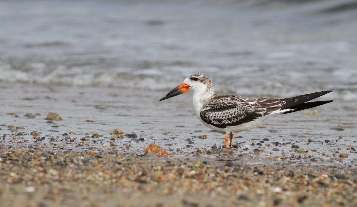 Black Skimmer - ML623819904