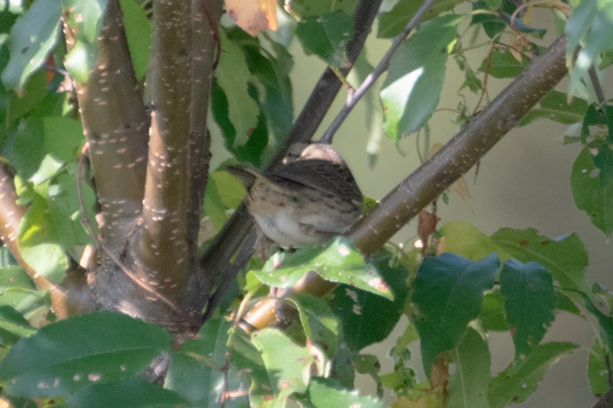 Lincoln's Sparrow - ML623819912