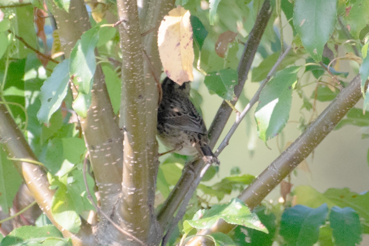 Lincoln's Sparrow - ML623819913