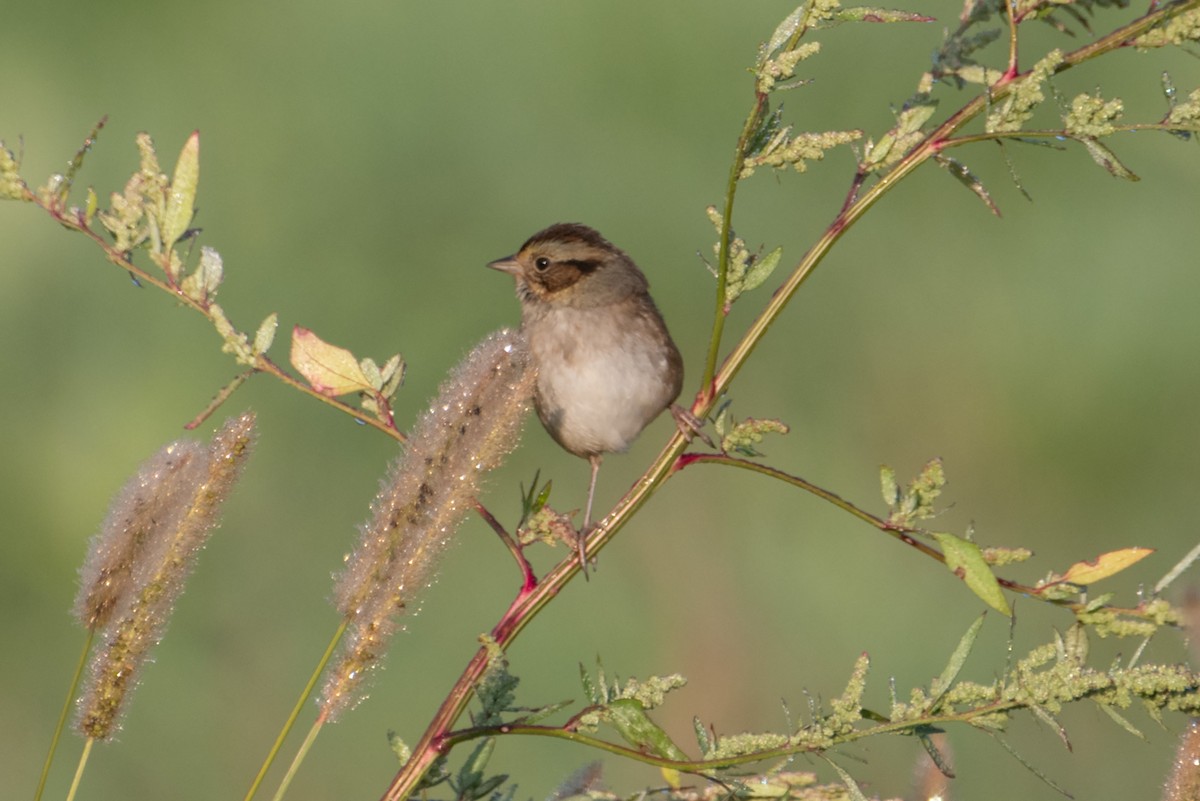 Swamp Sparrow - ML623819919