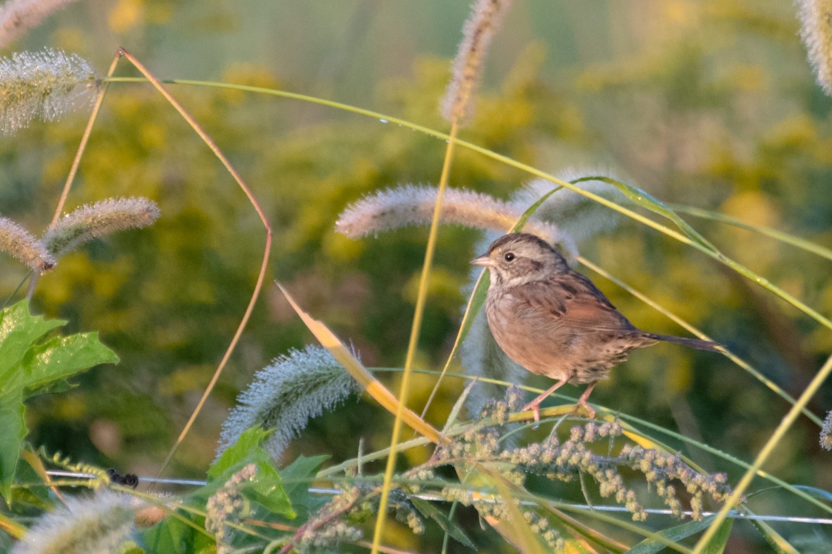 Swamp Sparrow - ML623819920