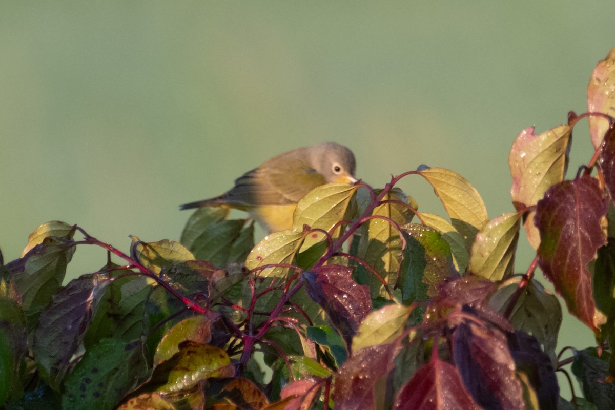 Nashville Warbler - ML623819929