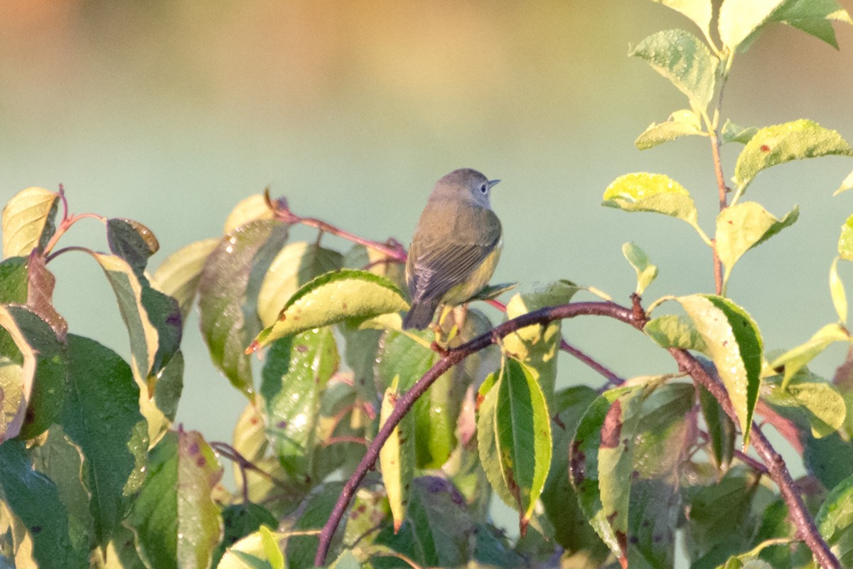 Nashville Warbler - ML623819930