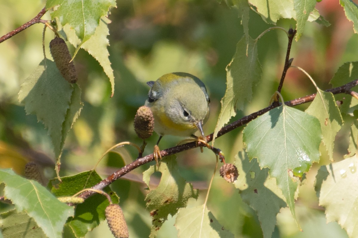 Northern Parula - James Hatfield