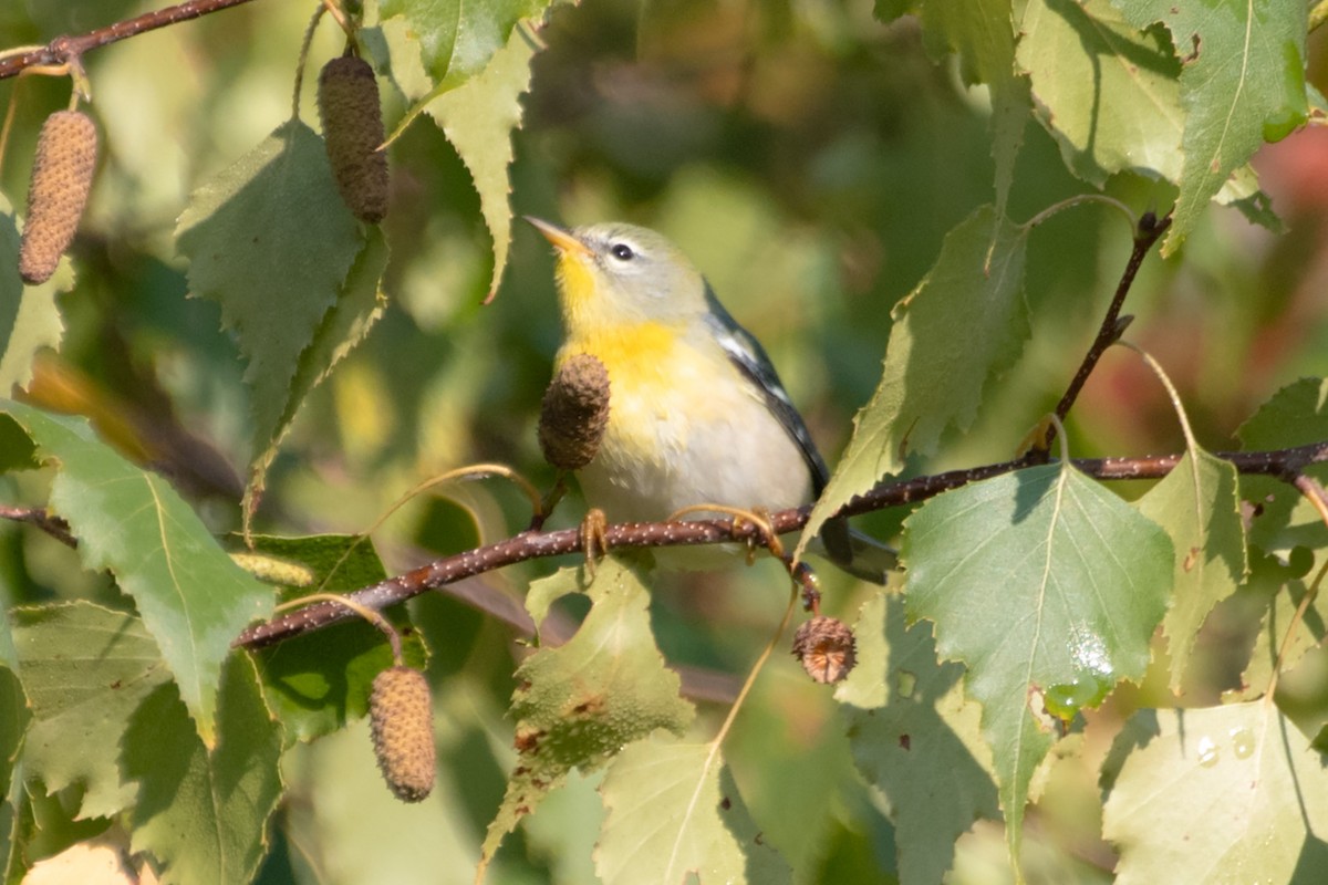 Northern Parula - James Hatfield