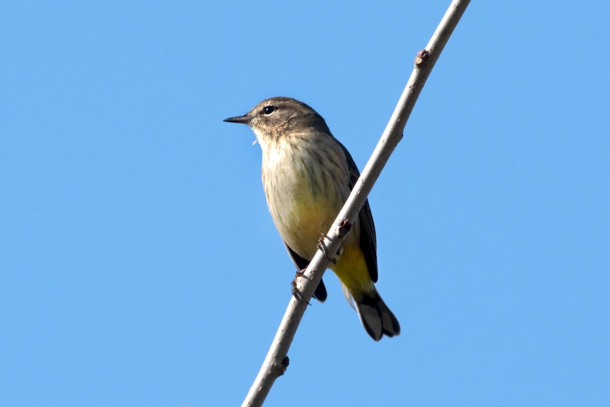 Palm Warbler - ML623819956