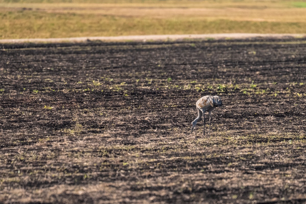 Sandhill Crane - ML623820036