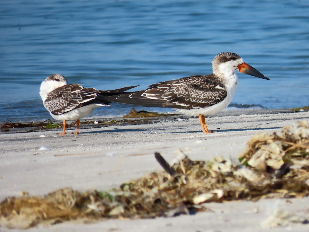 Black Skimmer - ML623820050