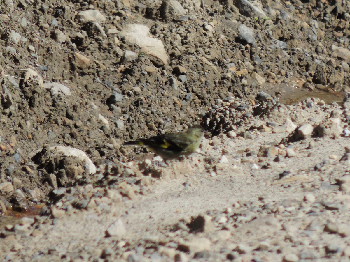 Andean Siskin - ML623820104