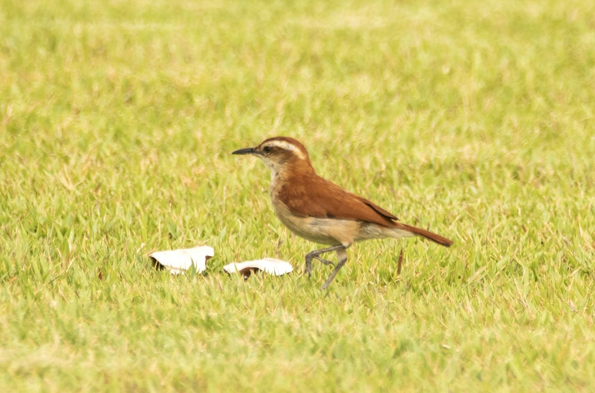 Wing-banded Hornero - ML623820115