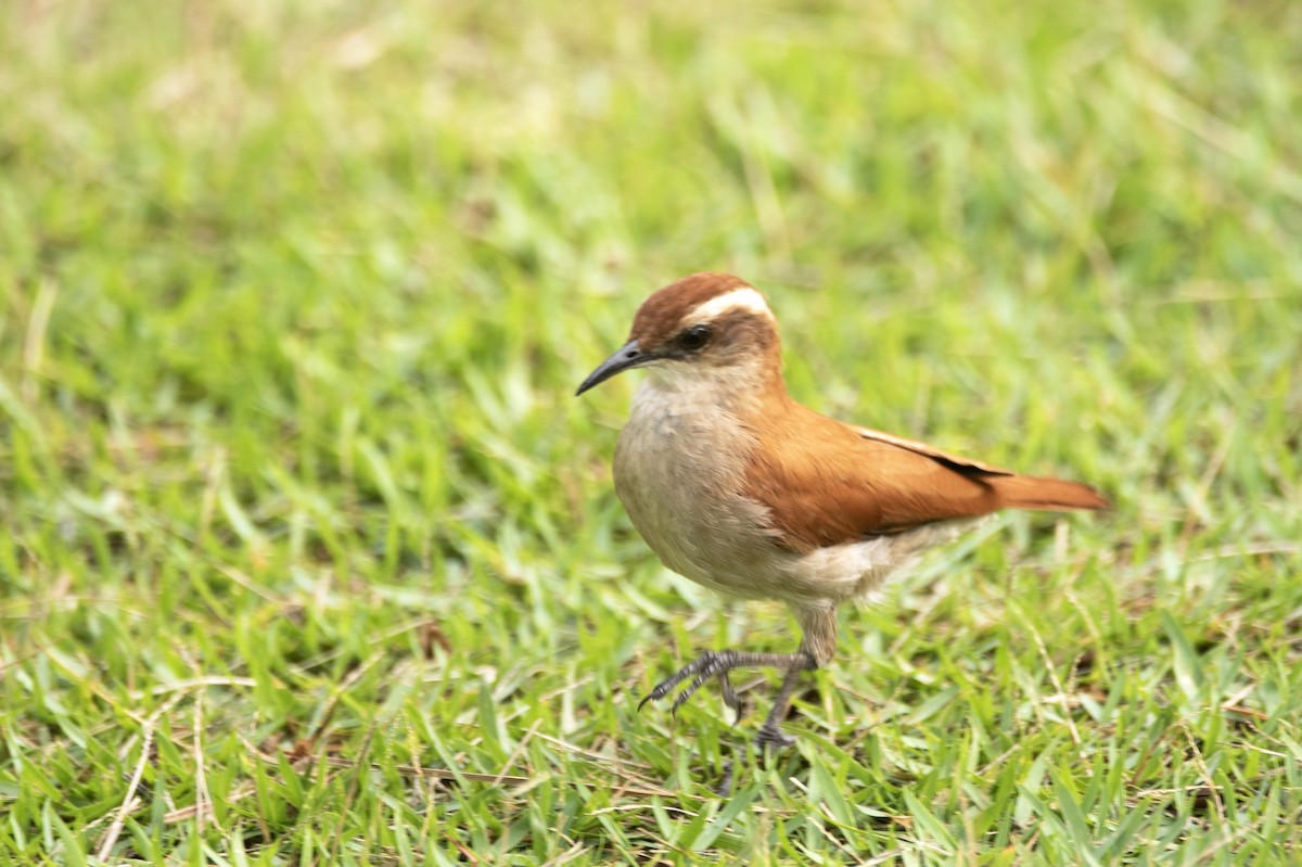 Wing-banded Hornero - ML623820117