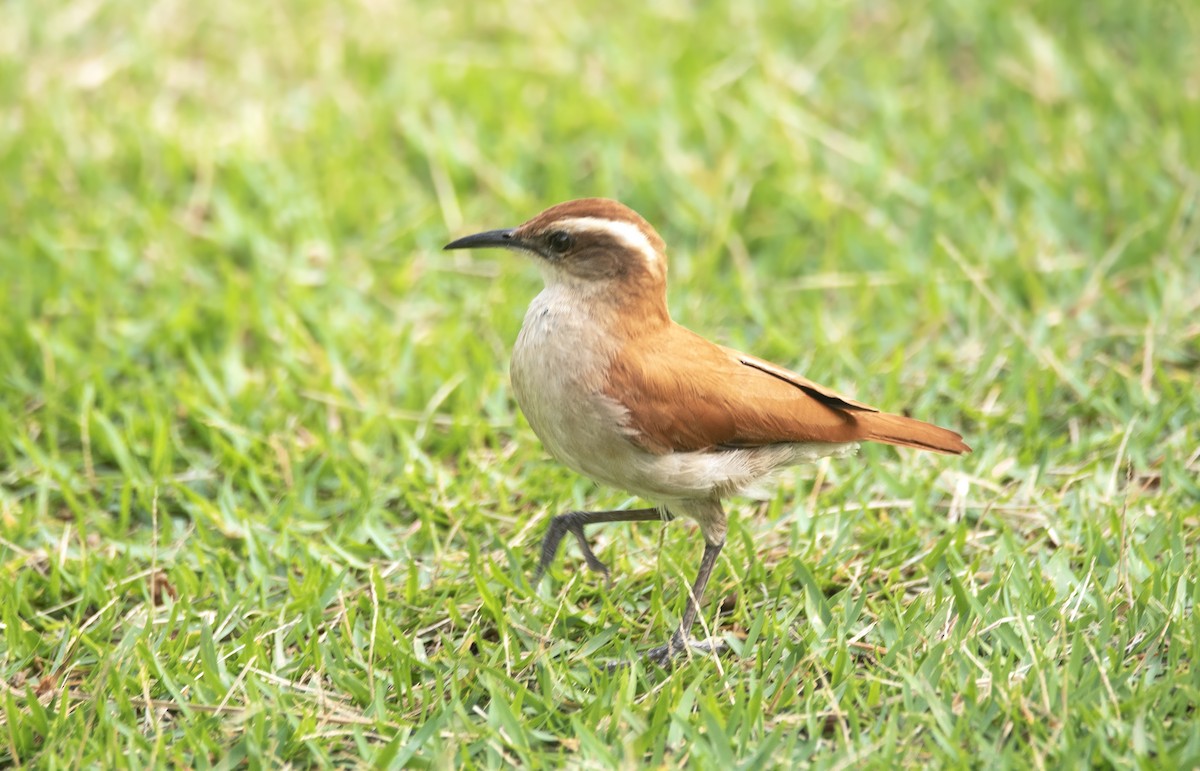 Wing-banded Hornero - ML623820118