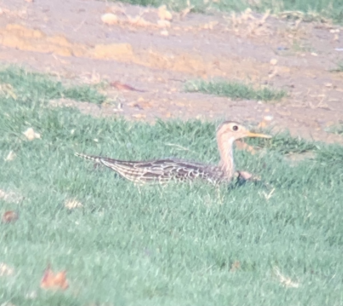 Upland Sandpiper - ML623820119