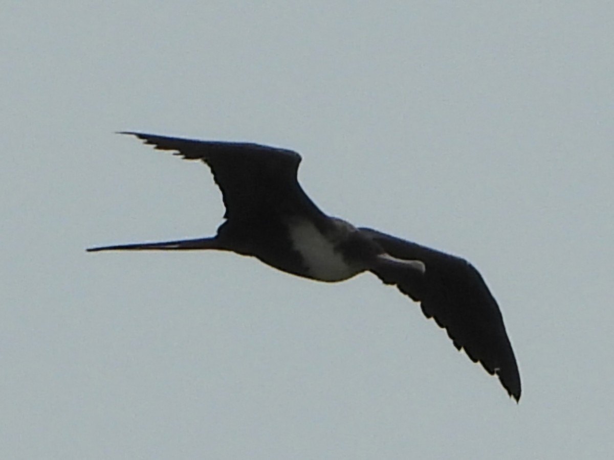 Great Frigatebird - ML623820286