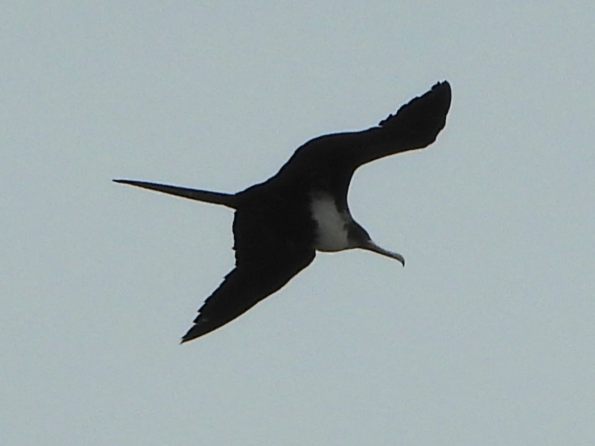 Great Frigatebird - ML623820287