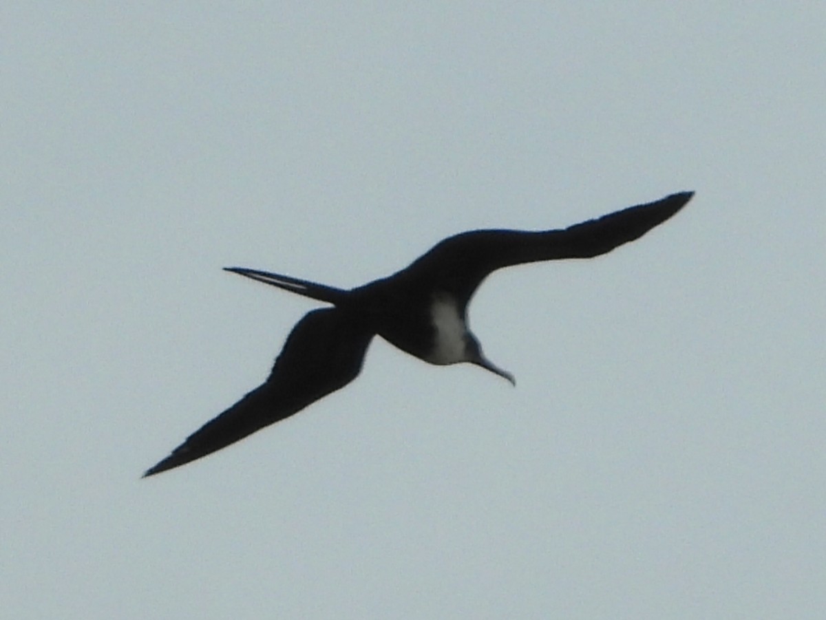 Great Frigatebird - ML623820288