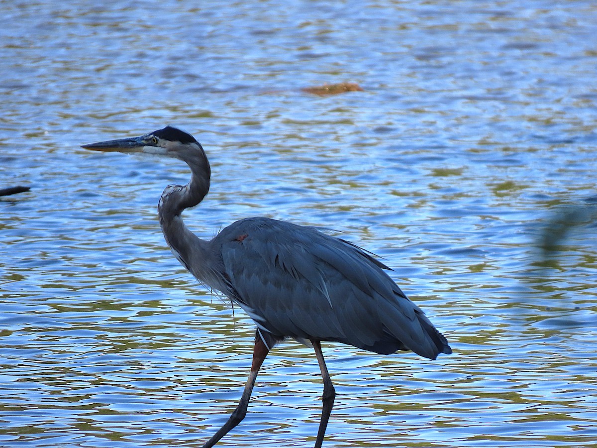 Great Blue Heron - ML623820361