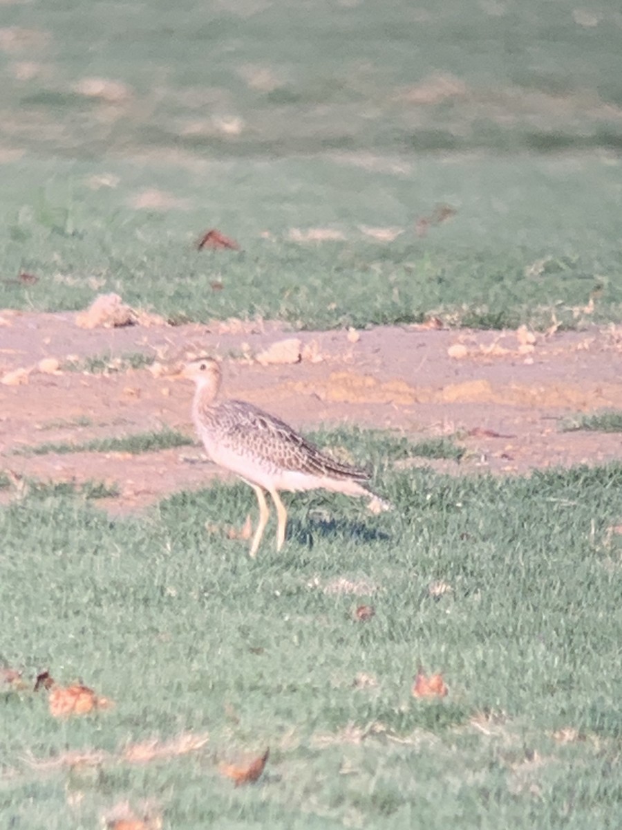 Upland Sandpiper - ML623820382