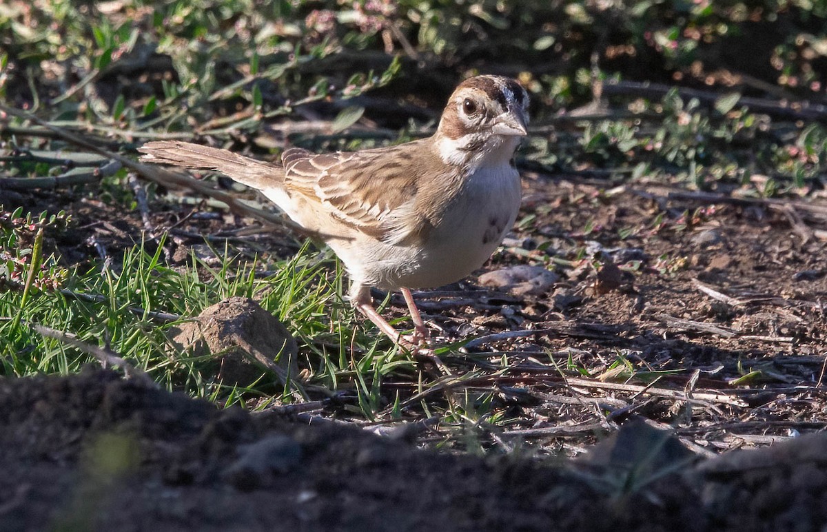 Lark Sparrow - John Scharpen