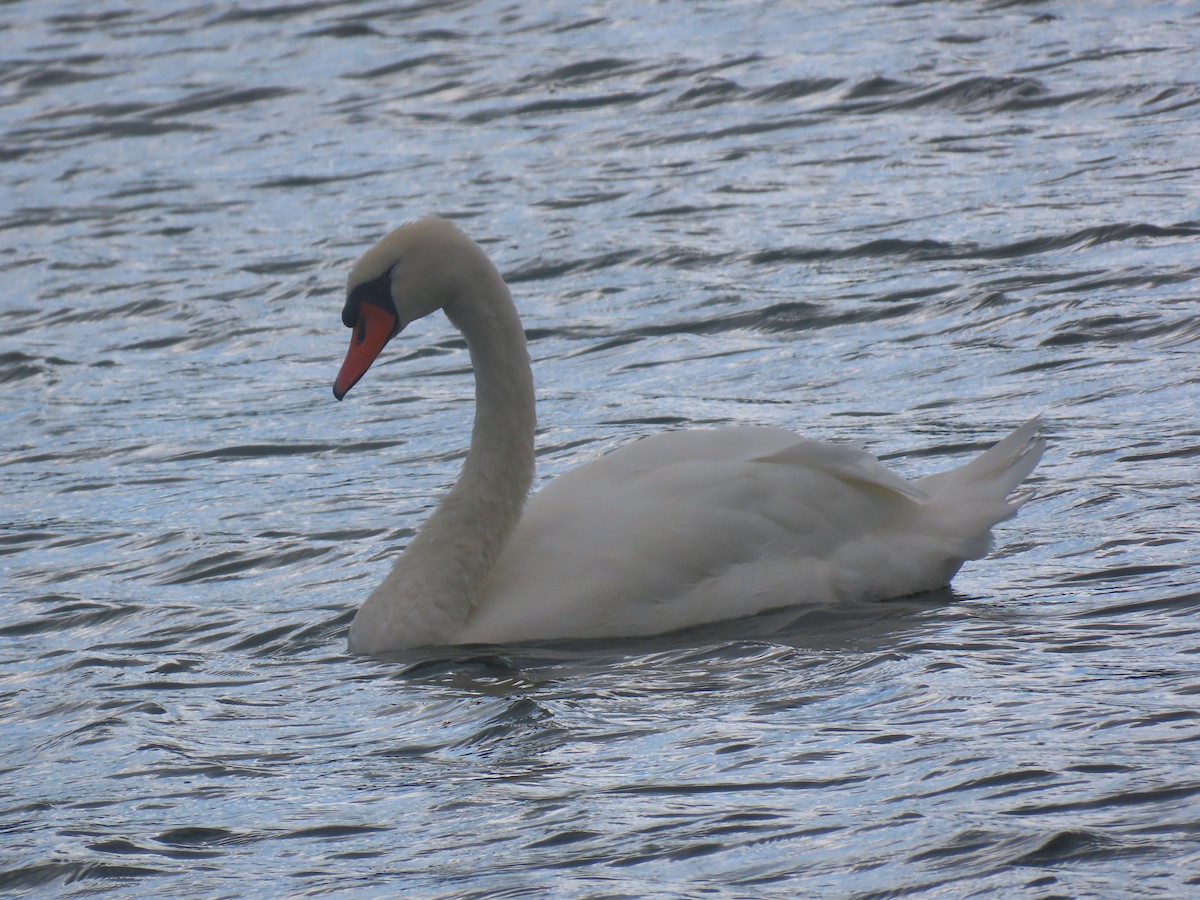 Mute Swan - Fred Dike