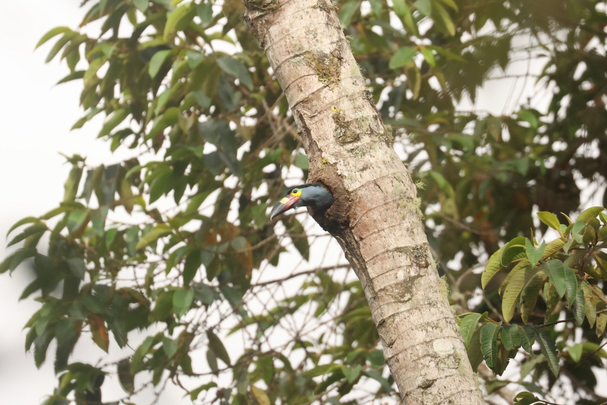 Plate-billed Mountain-Toucan - ML623820410