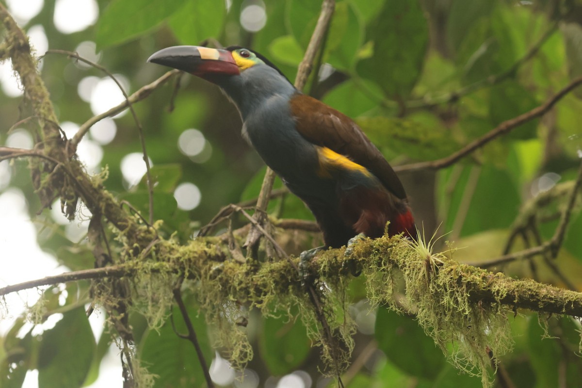 Plate-billed Mountain-Toucan - ML623820411