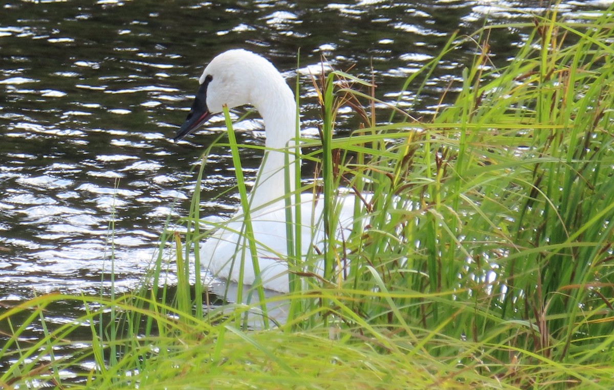 Cygne trompette - ML623820416