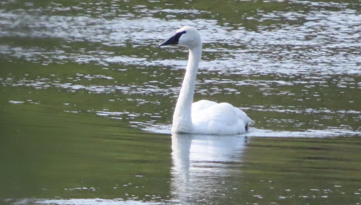 Cygne trompette - ML623820417