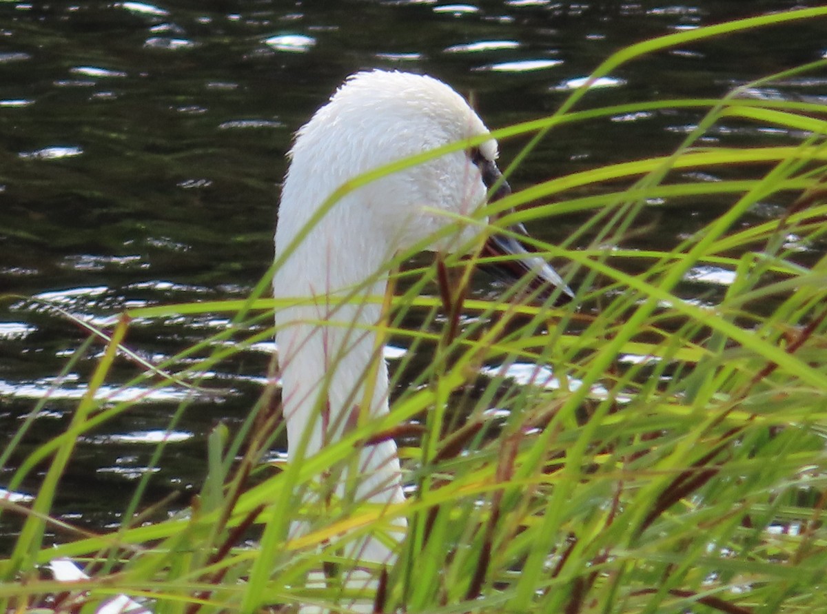 Cygne trompette - ML623820418