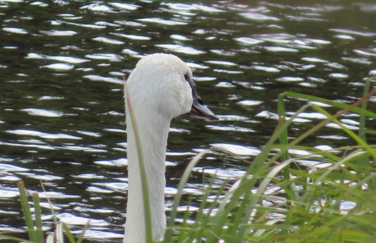 Cygne trompette - ML623820419