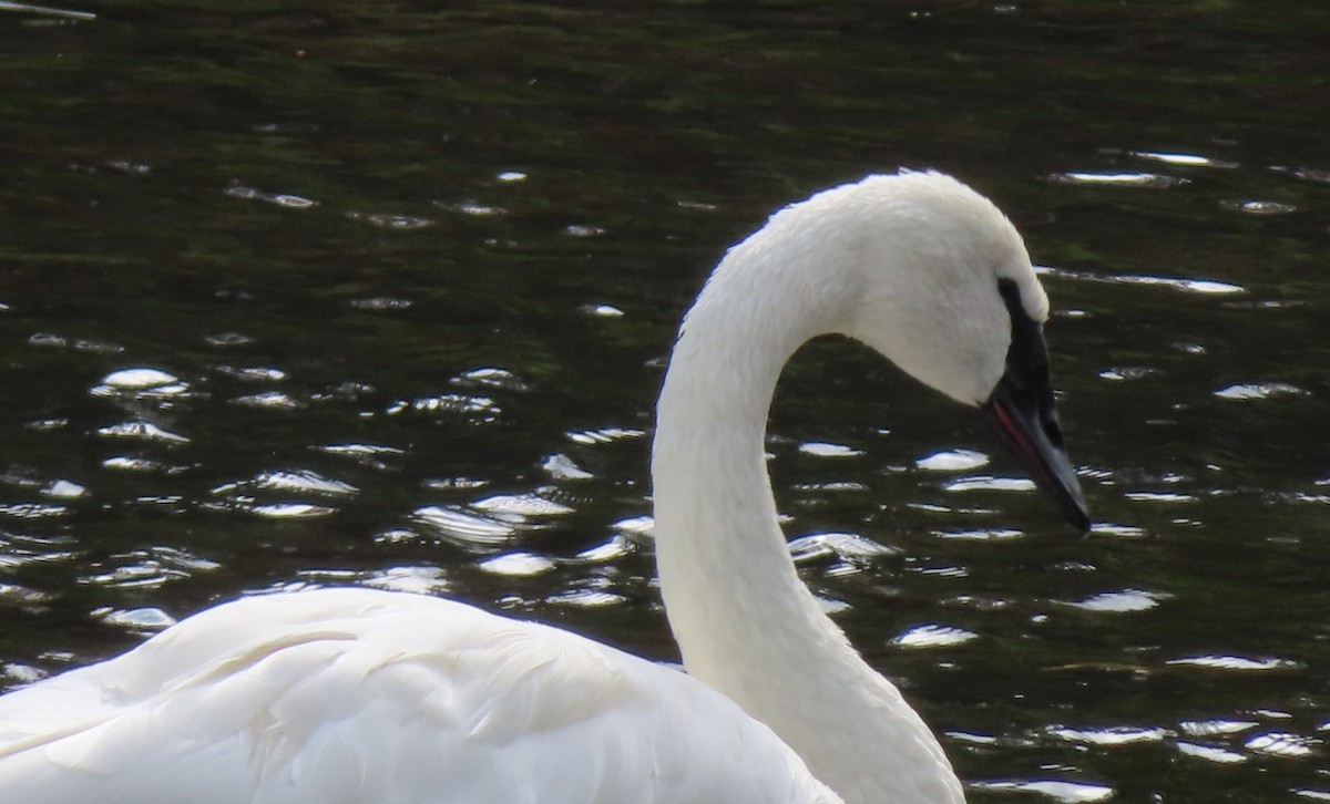 Trumpeter Swan - Claire Weiser