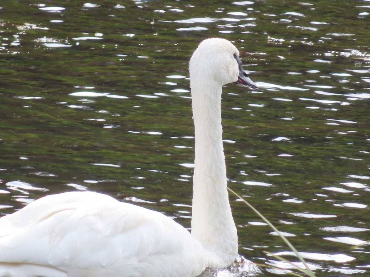 Cygne trompette - ML623820421