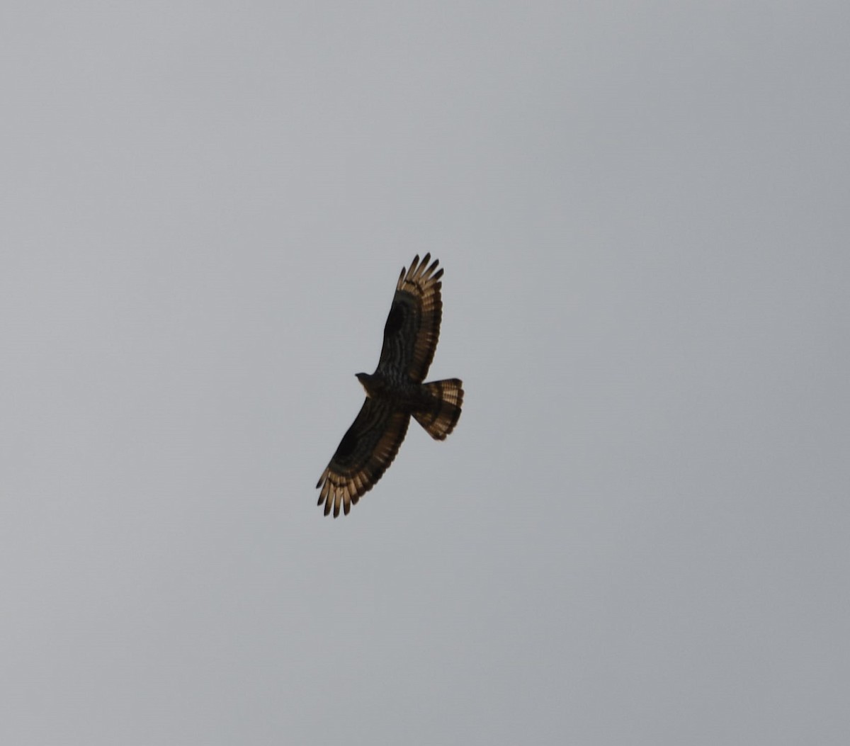 European Honey-buzzard - ML623820423