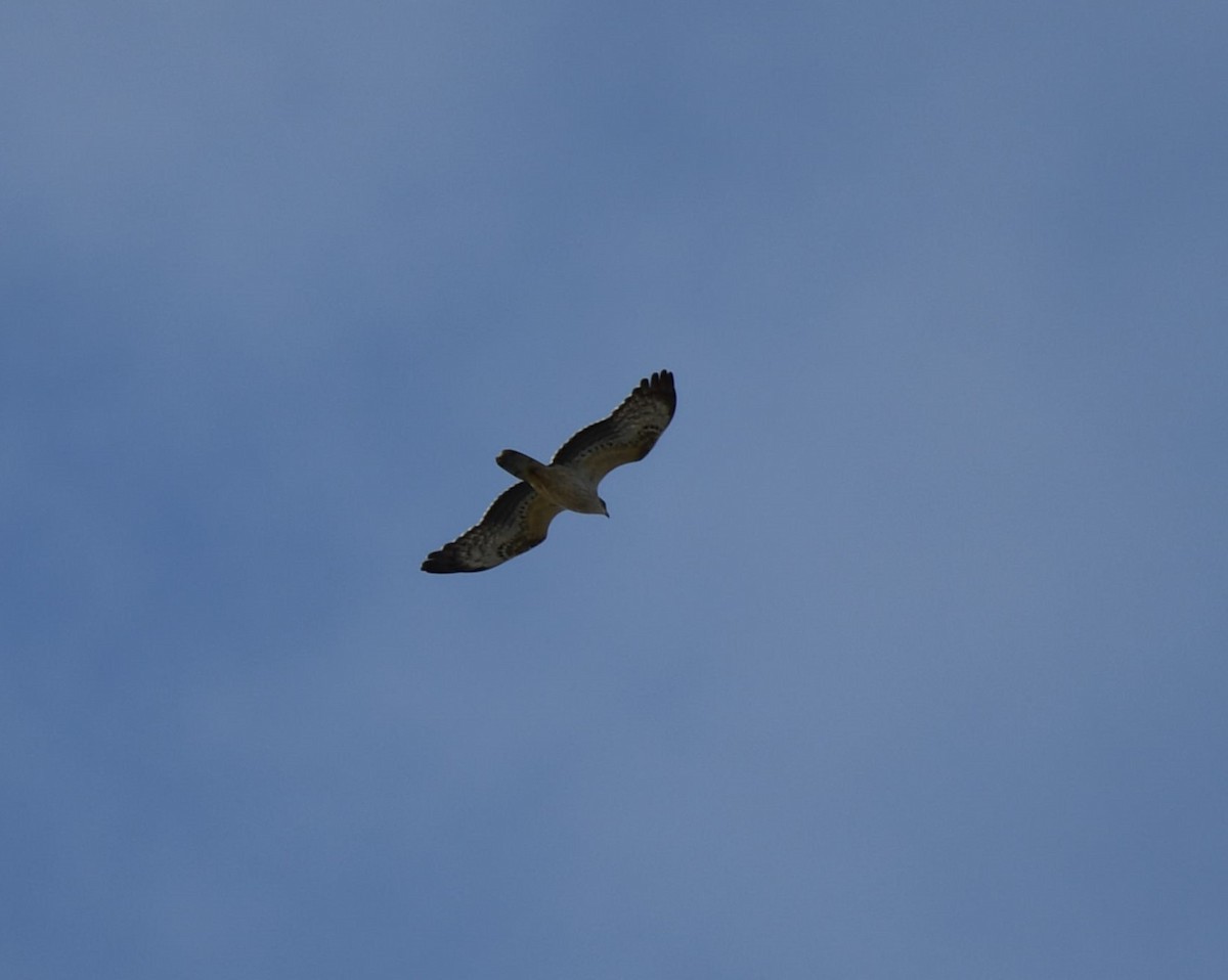 European Honey-buzzard - ML623820424