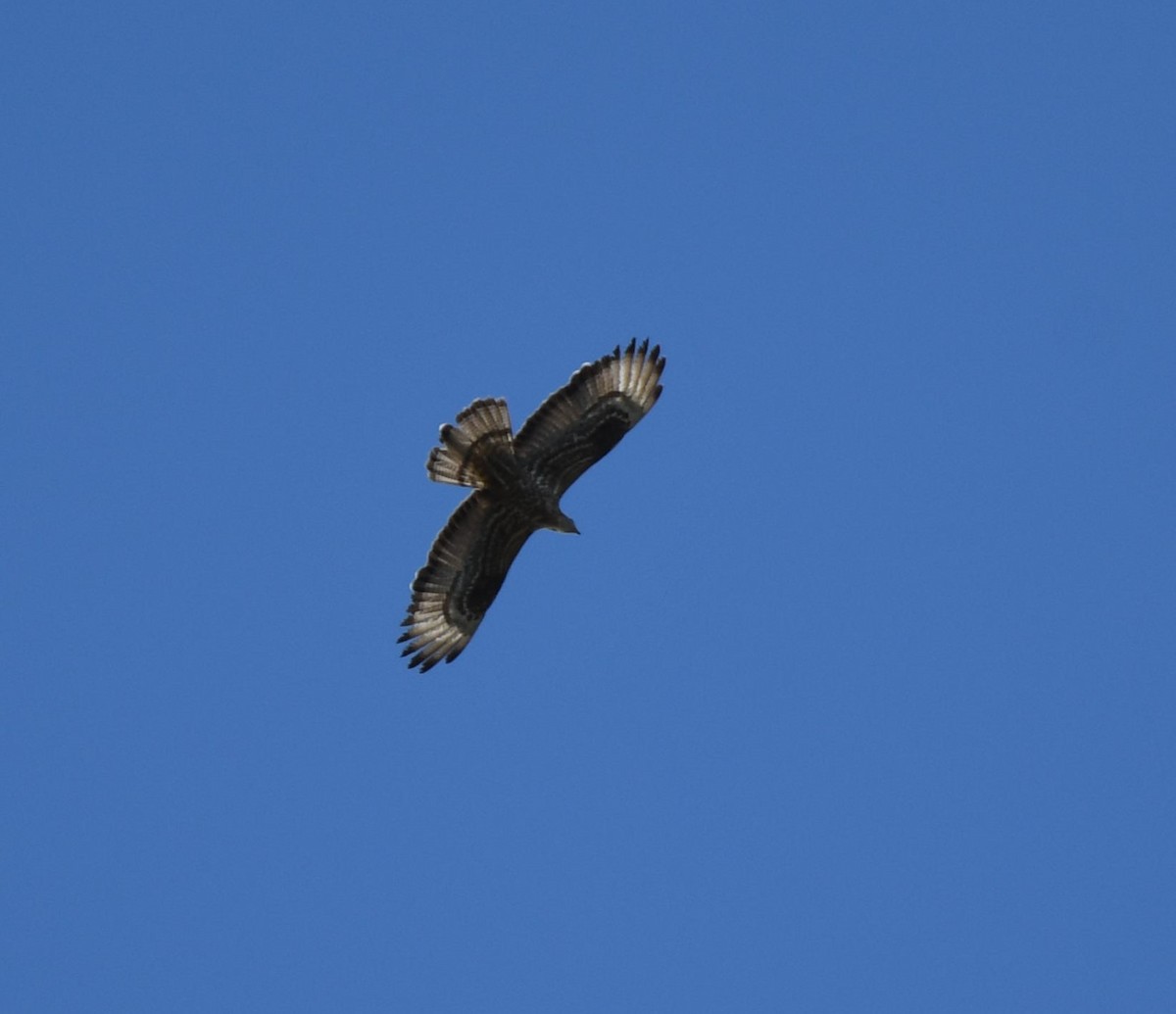 European Honey-buzzard - ML623820425