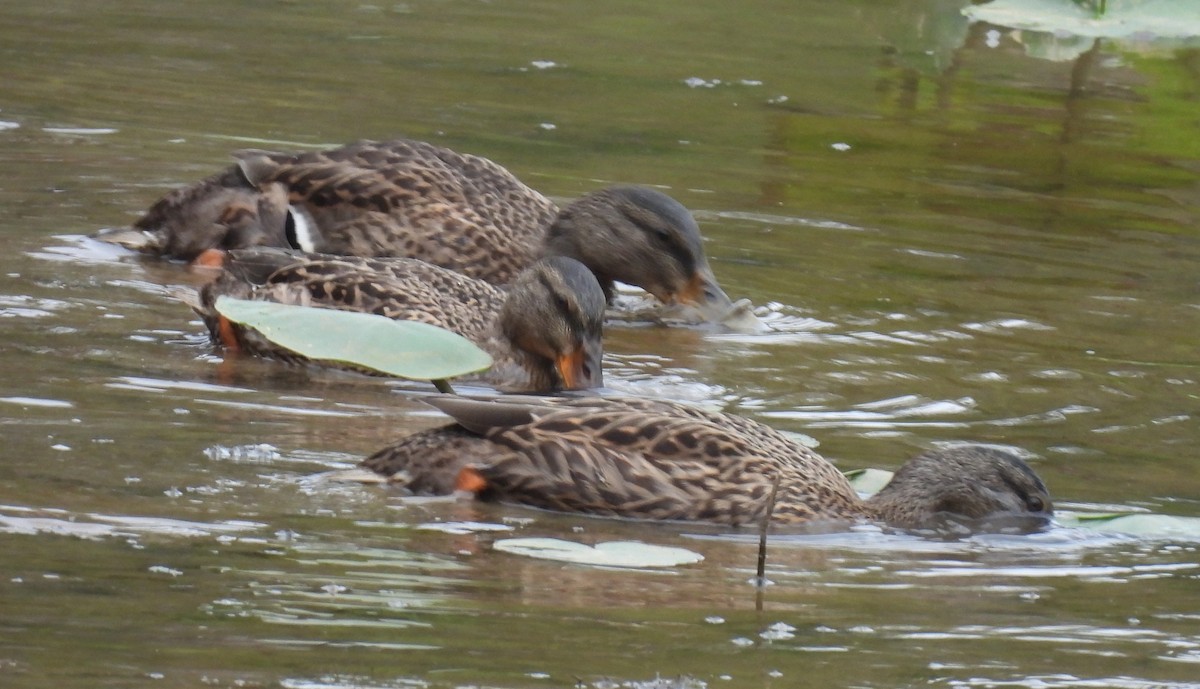 Mallard - Jeffrey Blalock