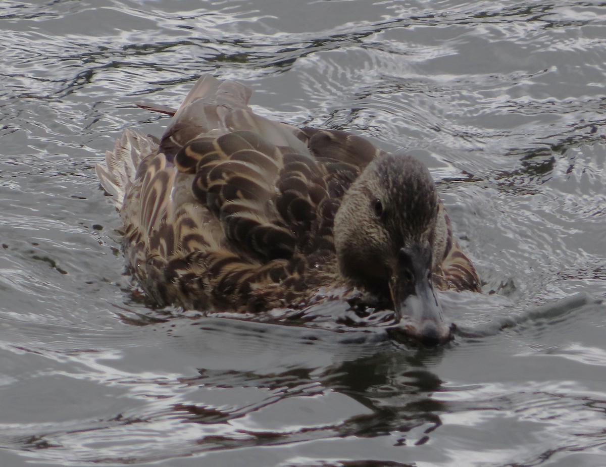 Canard colvert - ML623820455