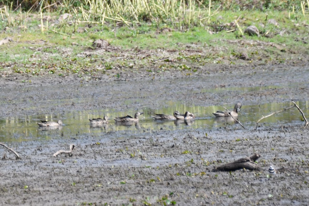 Blue-winged Teal - ML623820464