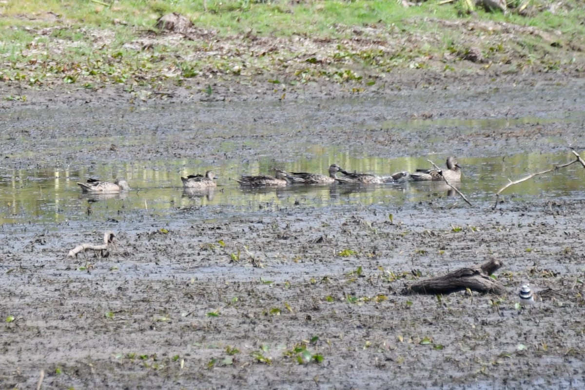 Blue-winged Teal - ML623820465