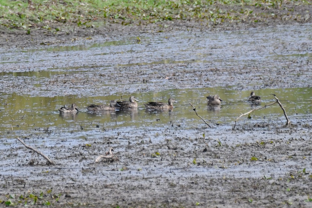 Blue-winged Teal - ML623820466