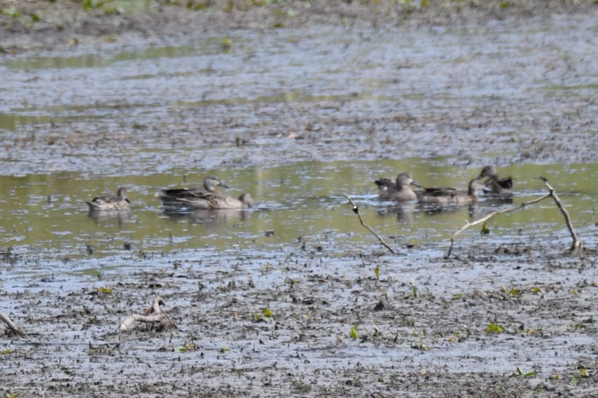 Blue-winged Teal - Carmen Ricer