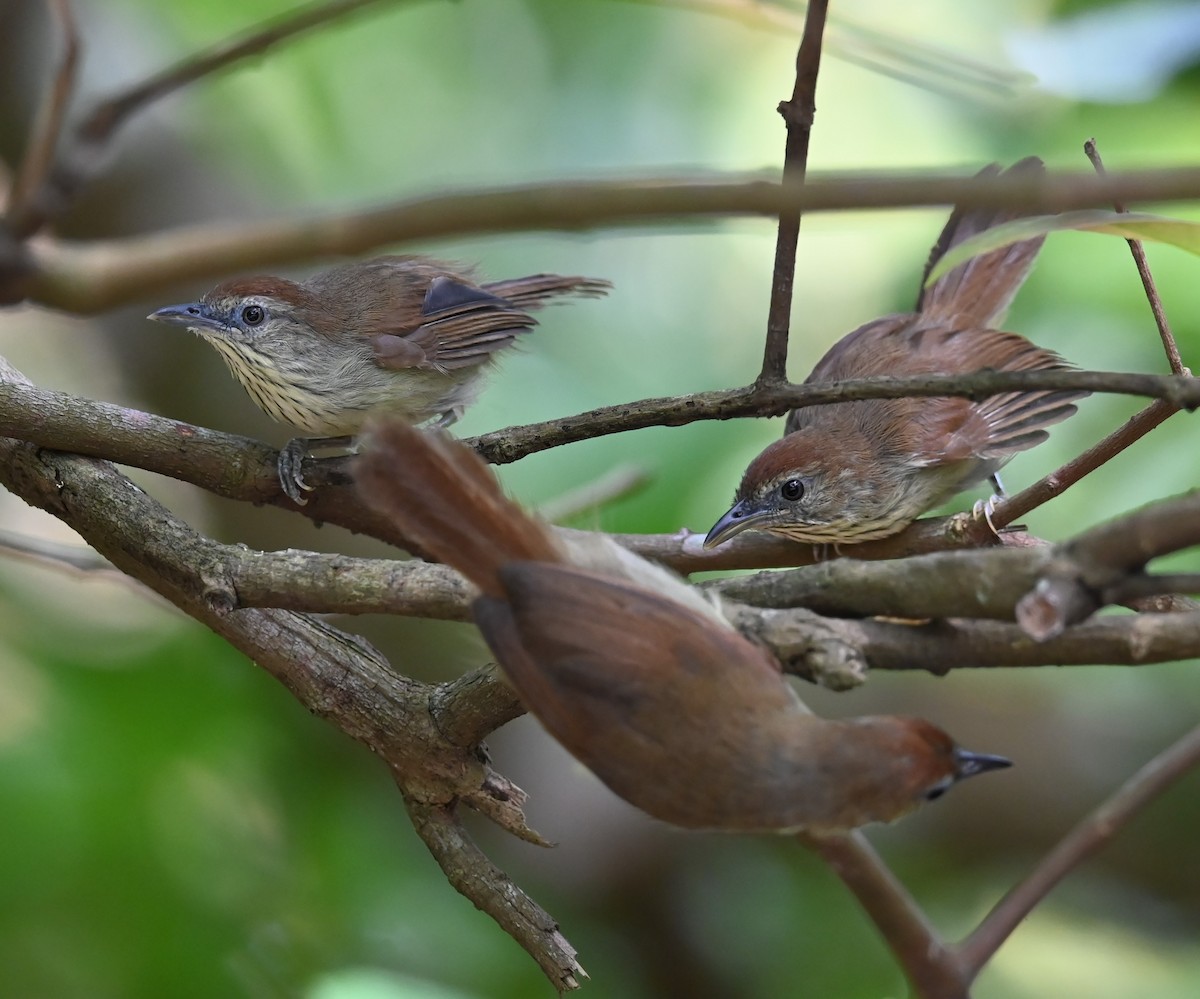 Pin-striped Tit-Babbler - ML623820483