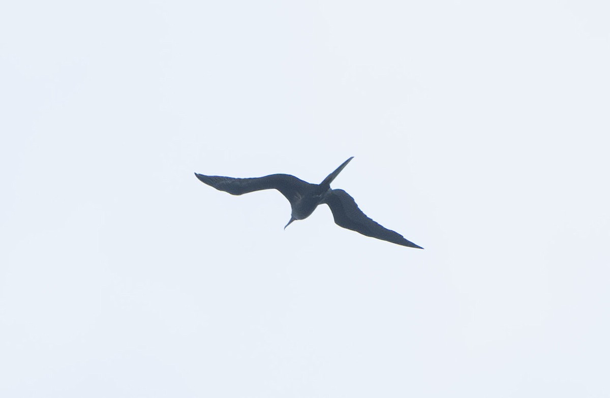 Great Frigatebird - ML623820489