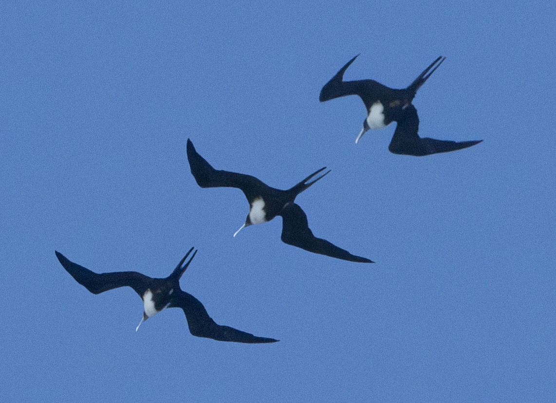 Great Frigatebird - ML623820490