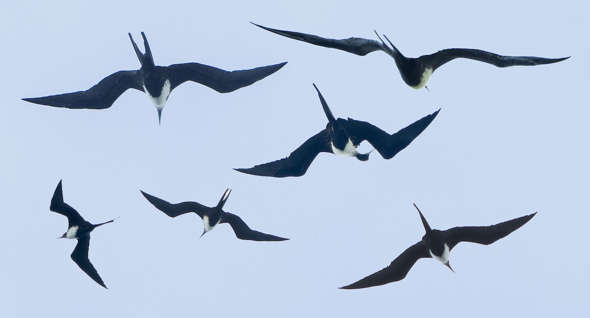 Great Frigatebird - ML623820491