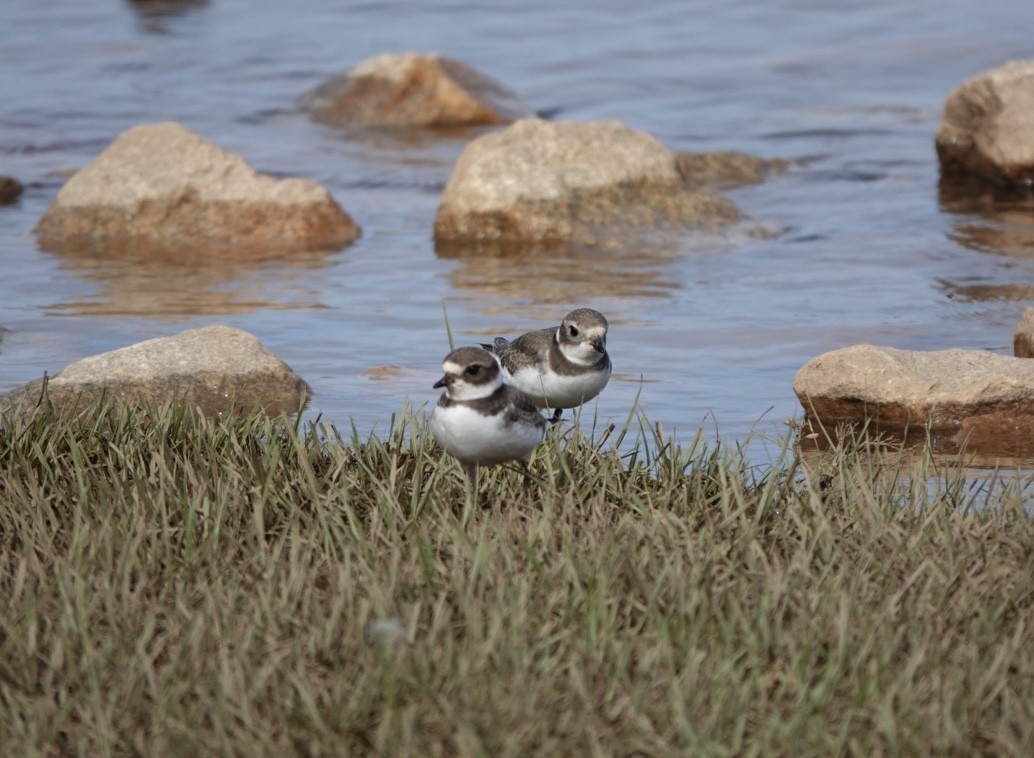 Semipalmated Plover - ML623820506