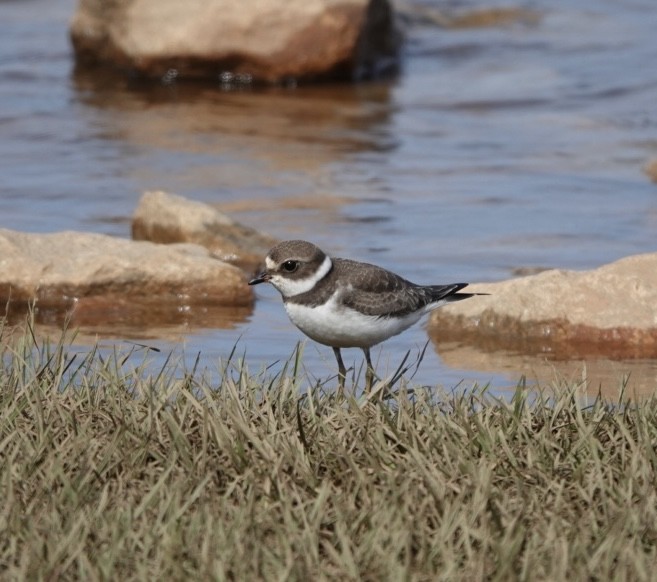 Semipalmated Plover - ML623820507