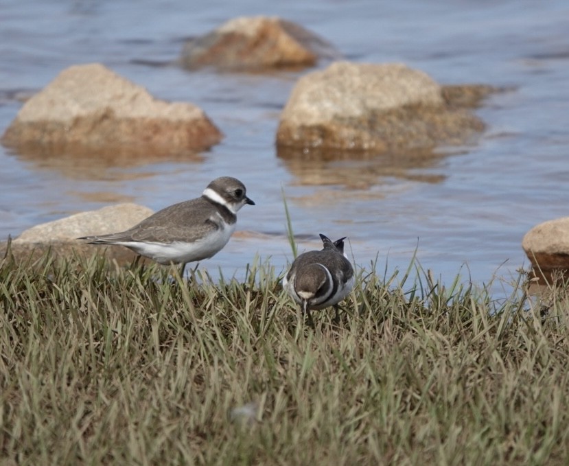 Semipalmated Plover - ML623820508